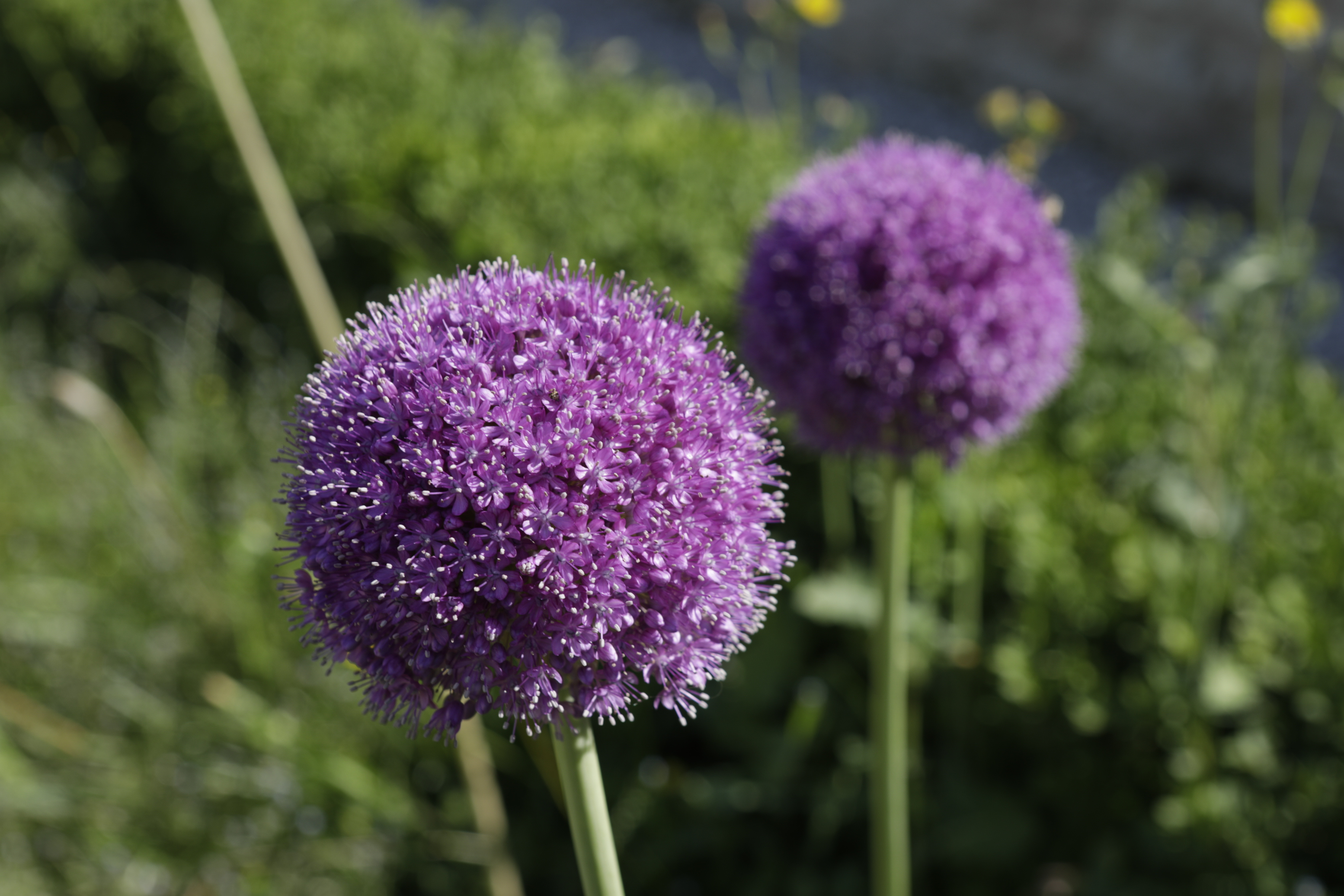 Fioriture di allium nel giardino segreto del Giardino di Pojega, con sfere viola che emergono tra il verde in un’atmosfera raccolta e suggestiva