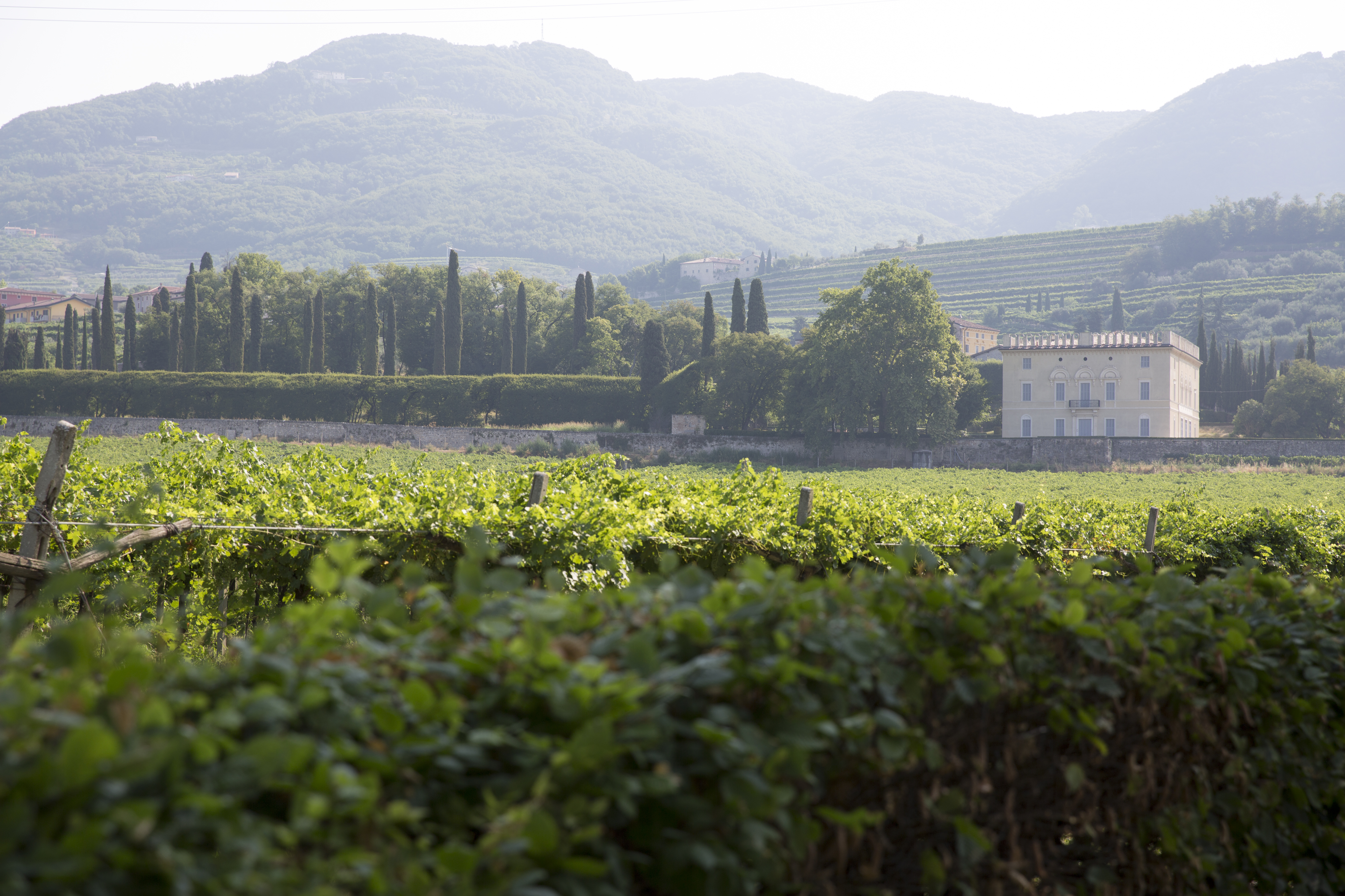 Veduta dei vigneti che circondano il Giardino di Pojega con Villa Rizzardi al centro, nel paesaggio della Valpolicella.
