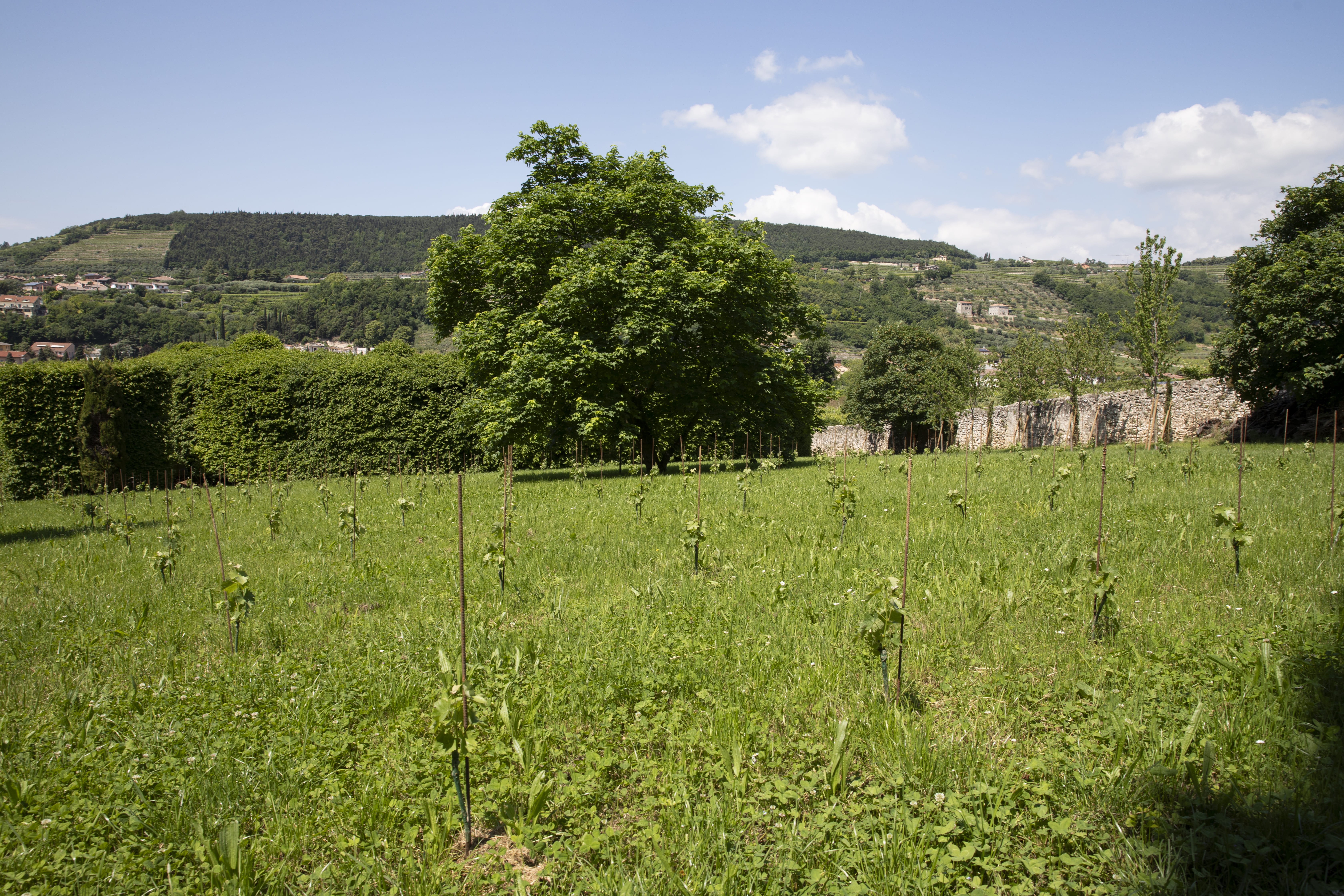Vigneto ornamentale allevato ad alberello all’interno delle mura del Giardino di Pojega a Negrar di Valpolicella.