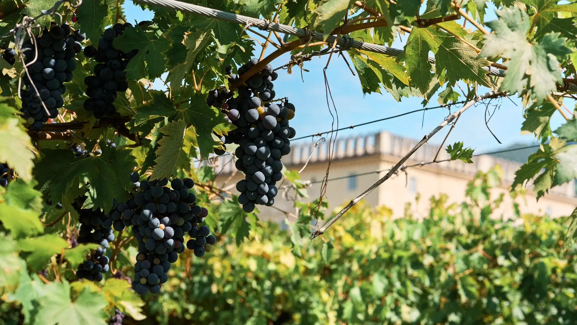Uva vigne guerrieri rizzardi