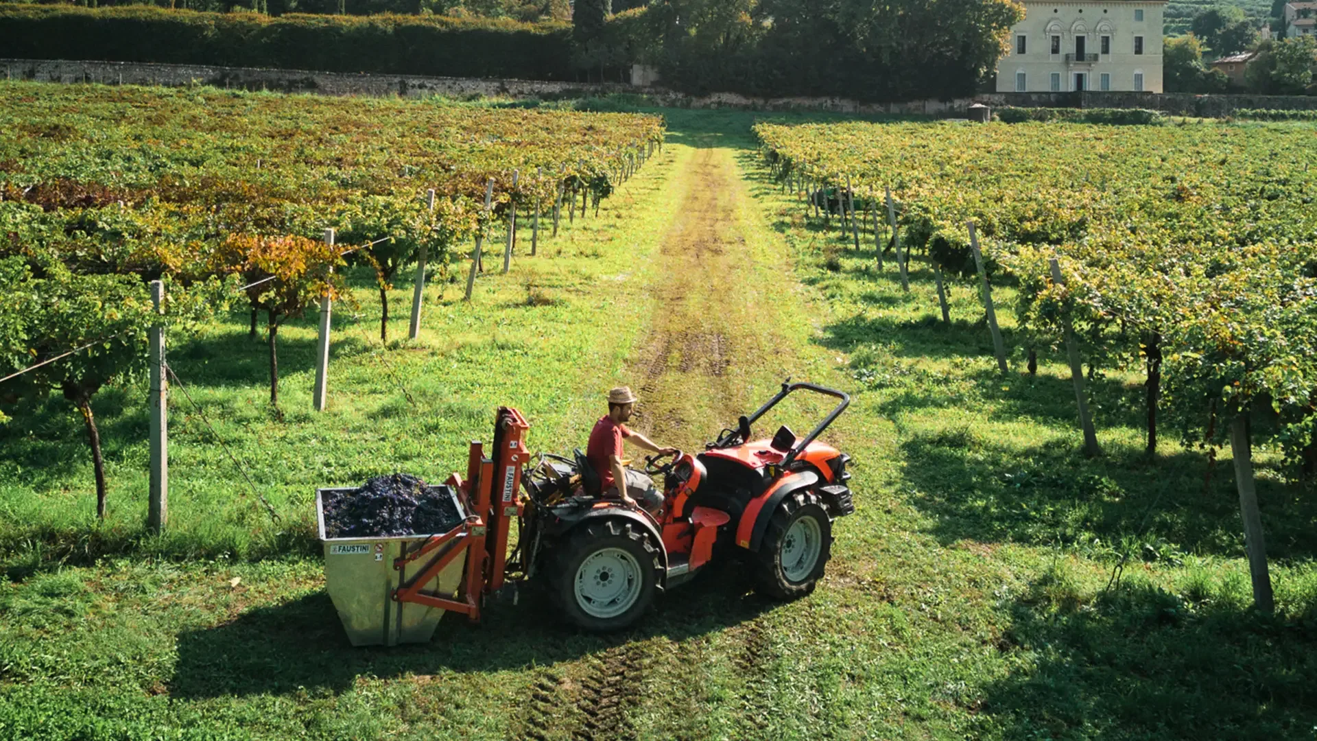 Lavorazione vigne guerrieri rizzardo