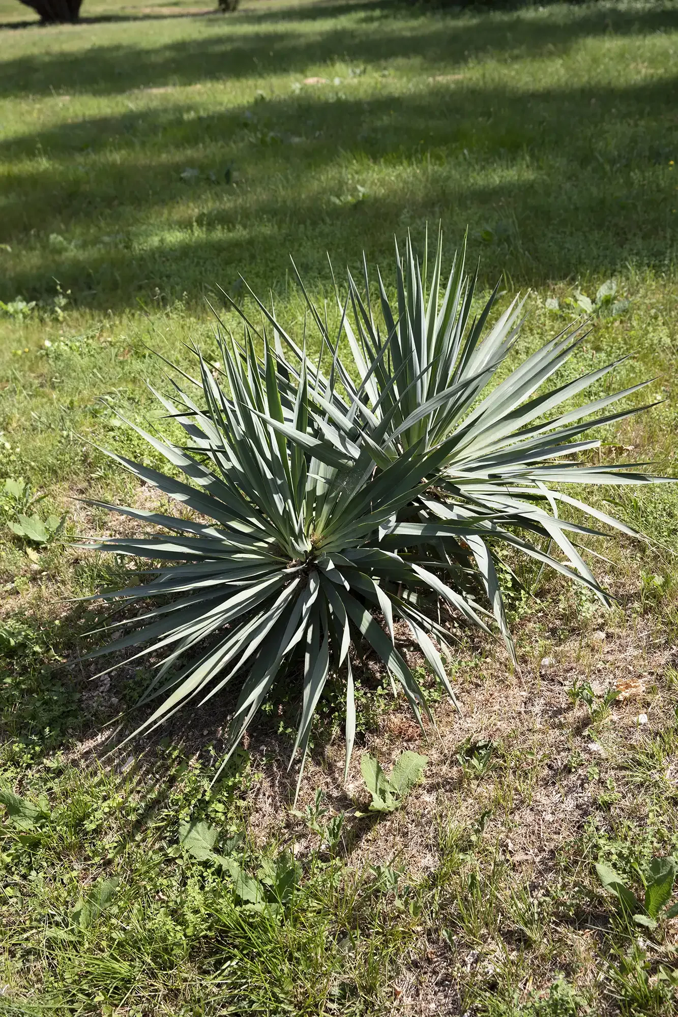 Yucca 1